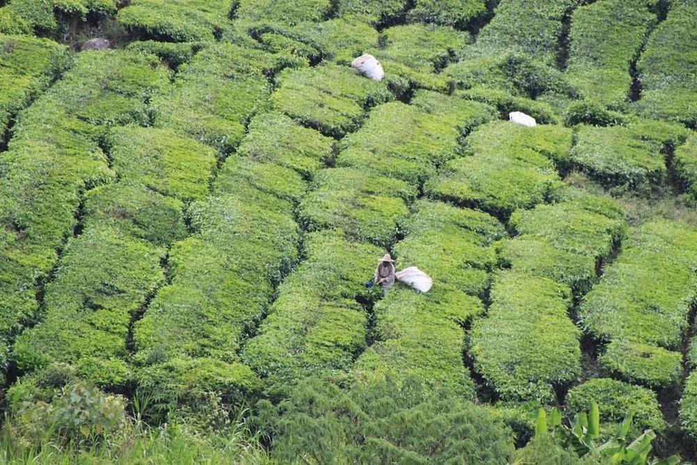 Hotel Double Stars Cameron Highlands Exteriör bild